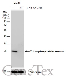 Anti-Triosephosphate isomerase antibody [GT181] used in Western Blot (WB). GTX630779