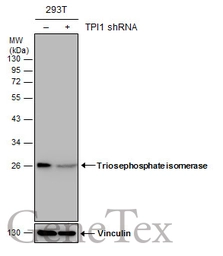 Anti-Triosephosphate isomerase antibody [GT3711] used in Western Blot (WB). GTX630780