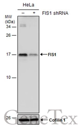 Anti-FIS1 antibody [GT4211] used in Western Blot (WB). GTX630983