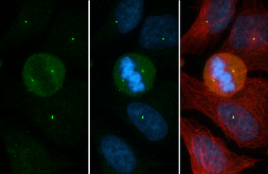 Anti-CEP152 antibody [GT1315] used in Immunocytochemistry/ Immunofluorescence (ICC/IF). GTX630984