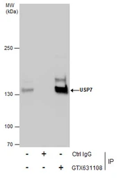 Anti-USP7 antibody [GT481] used in Immunoprecipitation (IP). GTX631108