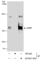 Anti-USP7 antibody [GT6512] used in Immunoprecipitation (IP). GTX631109