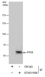 Anti-58K Golgi protein antibody [GT575] used in Immunoprecipitation (IP). GTX631588