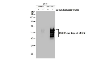 Anti-CXCR2 antibody [GT547] used in Western Blot (WB). GTX631667