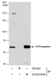 Anti-TCP1 epsilon antibody [GT639] used in Immunoprecipitation (IP). GTX631668