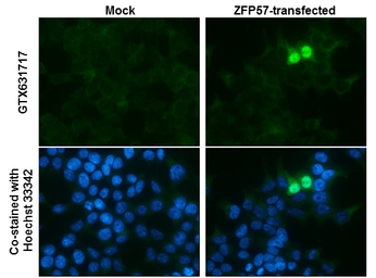 Anti-ZFP57 antibody [GT1115] used in Immunocytochemistry/ Immunofluorescence (ICC/IF). GTX631717