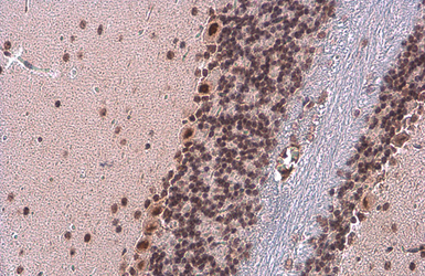 Anti-TDG antibody [GT311] used in IHC (Paraffin sections) (IHC-P). GTX631718