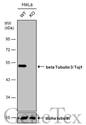 Anti-beta Tubulin 3/ Tuj1 antibody [GT886] used in Western Blot (WB). GTX631830