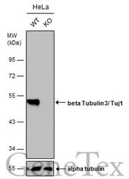 Anti-beta Tubulin 3/ Tuj1 antibody [GT1338] used in Western Blot (WB). GTX631831