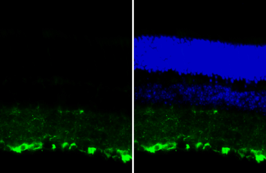 Anti-beta Tubulin 3/ Tuj1 antibody [GT1338] used in IHC (Frozen sections) (IHC-Fr). GTX631831