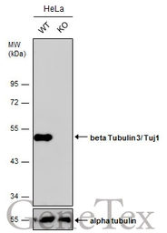Anti-beta Tubulin 3/ Tuj1 antibody [GT11710] used in Western Blot (WB). GTX631836