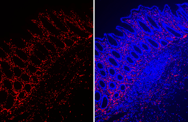 Anti-beta Tubulin 3/ Tuj1 antibody [GT11710] used in IHC (Paraffin sections) (IHC-P). GTX631836