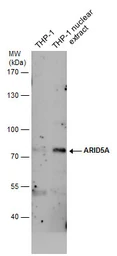 Anti-ARID5A antibody [GT1683] used in Western Blot (WB). GTX631939