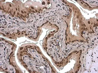 Anti-ARID5A antibody [GT1683] used in IHC (Paraffin sections) (IHC-P). GTX631939