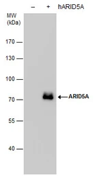 Anti-ARID5A antibody [GT1683] used in Western Blot (WB). GTX631939