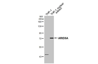 Anti-ARID5A antibody [GT1683] used in Western Blot (WB). GTX631939