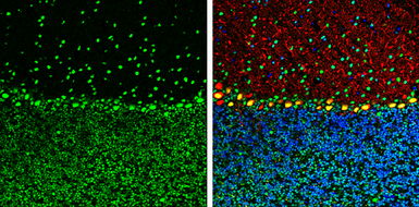 Anti-ARID5A antibody [GT18112] used in IHC (Frozen sections) (IHC-Fr). GTX631940