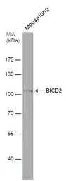 Anti-BICD2 antibody [GT10811] used in Western Blot (WB). GTX631994