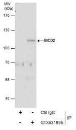Anti-BICD2 antibody [GT1824] used in Immunoprecipitation (IP). GTX631995