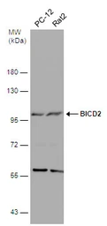 Anti-BICD2 antibody [GT1824] used in Western Blot (WB). GTX631995