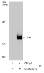 Anti-SA1 antibody [GT1515] used in Immunoprecipitation (IP). GTX632010