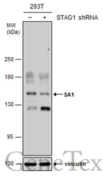 Anti-SA1 antibody [GT1515] used in Western Blot (WB). GTX632010