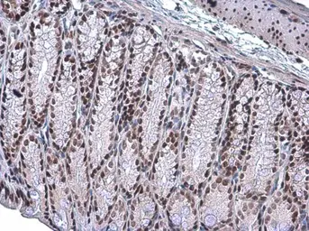 Anti-ARID1A antibody [GT3611] used in IHC (Paraffin sections) (IHC-P). GTX632013