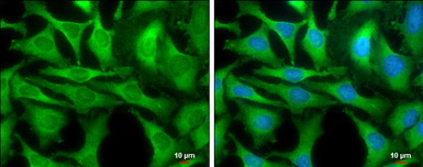 Anti-GOT1 antibody [GT1342] used in Immunocytochemistry/ Immunofluorescence (ICC/IF). GTX632032