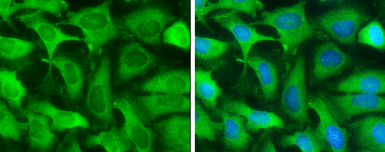 Anti-GOT1 antibody [GT1255] used in Immunocytochemistry/ Immunofluorescence (ICC/IF). GTX632033