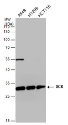 Anti-DCK antibody [GT10412] used in Western Blot (WB). GTX632065