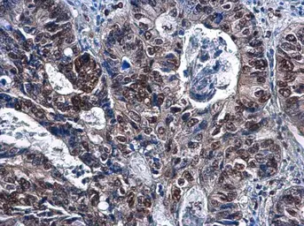 Anti-DCK antibody [GT10412] used in IHC (Paraffin sections) (IHC-P). GTX632065