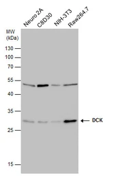 Anti-DCK antibody [GT10412] used in Western Blot (WB). GTX632065