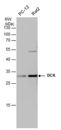 Anti-DCK antibody [GT10412] used in Western Blot (WB). GTX632065