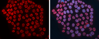 Anti-DCK antibody [GT10412] used in Immunocytochemistry/ Immunofluorescence (ICC/IF). GTX632065
