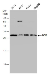 Anti-DCK antibody [GT10412] used in Western Blot (WB). GTX632065