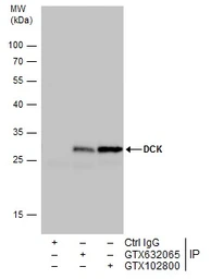 Anti-DCK antibody [GT10412] used in Immunoprecipitation (IP). GTX632065