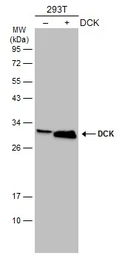 Anti-DCK antibody [GT10412] used in Western Blot (WB). GTX632065