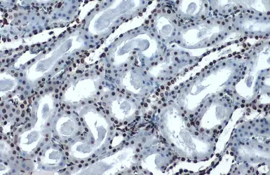 Anti-Histone H4K16ac (Acetyl Lys16) antibody [GT1271] used in IHC (Paraffin sections) (IHC-P). GTX632067