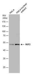 Anti-NUF2 antibody [GT644] used in Western Blot (WB). GTX632184