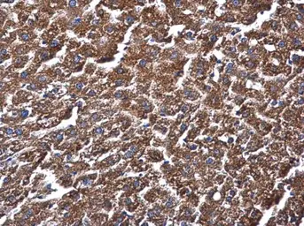 Anti-ME1 antibody [GT15611] used in IHC (Paraffin sections) (IHC-P). GTX632190