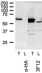 Anti-TOM1L1 antibody [3F12] used in Western Blot (WB). GTX632246