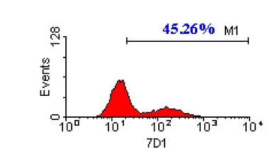 Anti-CACNB3 antibody [7D1] used in Flow cytometry (FCM). GTX632268