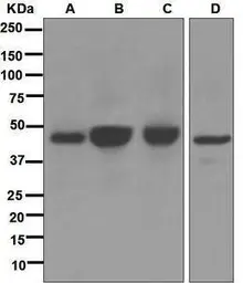 Anti-AGTR1 antibody [EPR3873] used in Western Blot (WB). GTX63229