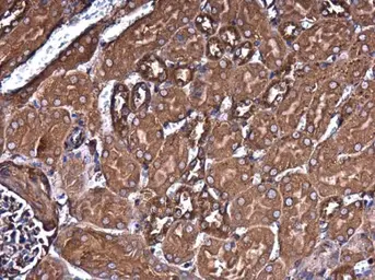Anti-Filamin B antibody [GT1372] used in IHC (Paraffin sections) (IHC-P). GTX632360