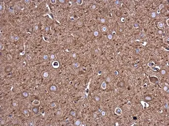 Anti-Filamin B antibody [GT1372] used in IHC (Paraffin sections) (IHC-P). GTX632360