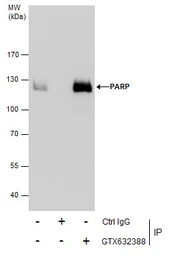 Anti-PARP antibody [GT982] used in Immunoprecipitation (IP). GTX632388