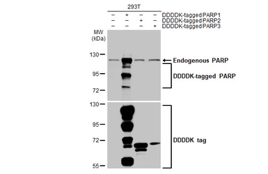 Anti-PARP antibody [GT982] used in Western Blot (WB). GTX632388
