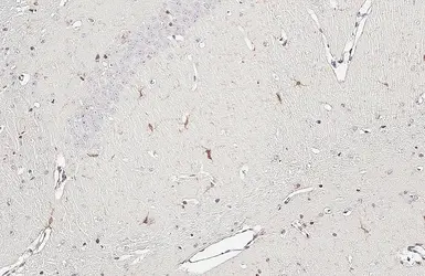 Anti-Iba1 antibody [GT10312] used in IHC (Paraffin sections) (IHC-P). GTX632426
