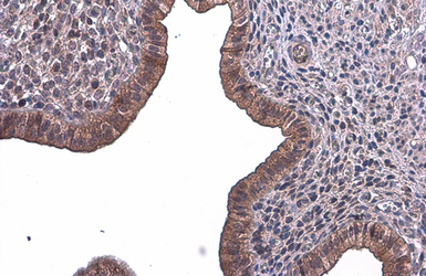 Anti-T-Plastin antibody [GT236] used in IHC (Paraffin sections) (IHC-P). GTX632481