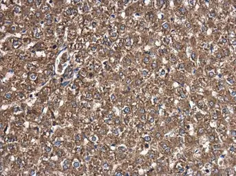 Anti-T-Plastin antibody [GT3310] used in IHC (Paraffin sections) (IHC-P). GTX632482